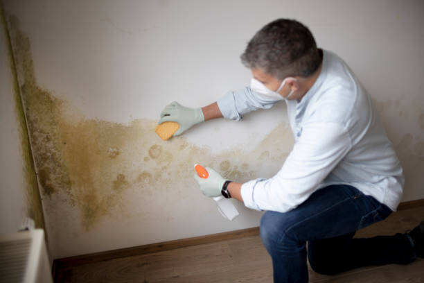 Professional Mold Removal in Lewistown, PA